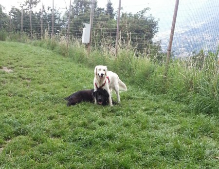 Siska e Luna si consultano - TRENTINO 