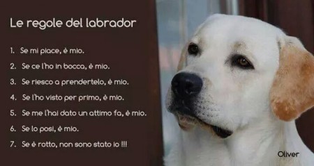 REGOLE DEGLI AMICI BAU