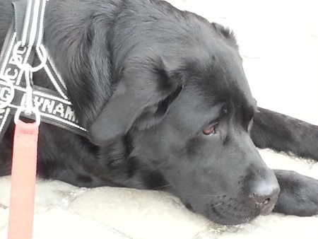 C.B.F. ADMINISTRATOR - ABBAZIA DI FIASTRA (MC)